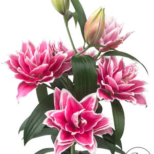 Lilies Double Oriental Roselily Samantha