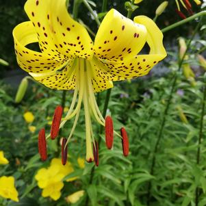 Lilies Asiatic Tiger Yellow Tiger