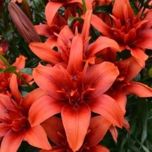Lilies Double Asiatic Red Twin