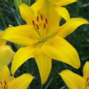 Lilies Asiatic Yellow Country