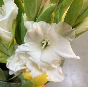 Gladiolus White Prosperity