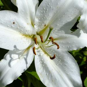 Lilies Auratum Lily Casa Blanca