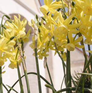 Daffodil Triandrus Hawera