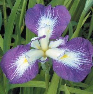 Iris Ensata Picotee Wonder