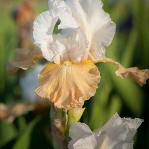 Iris Germanica Apricot and White