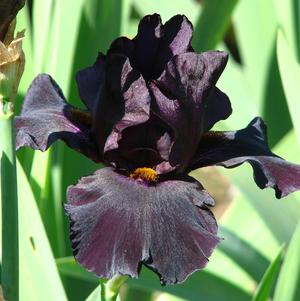 Iris Germanica Black