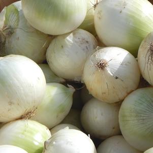 Onions Snowball White