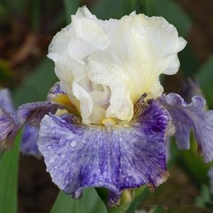 Iris Germanica Purple with White