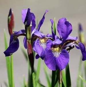 Iris Siberica Marantha