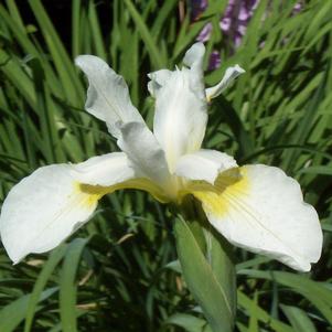 Iris Siberica Snow Queen