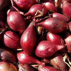 Shallots Red