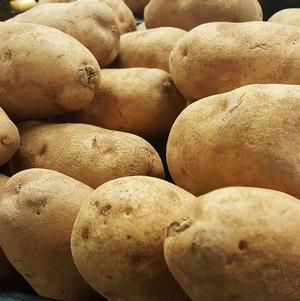 Seed Potato Russet