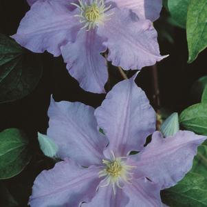Clematis Will Goodwin/HF Young