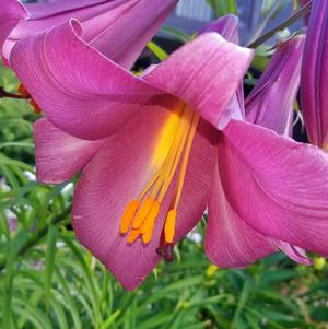 Lilies Asiatic Trumpet Pink Perfection