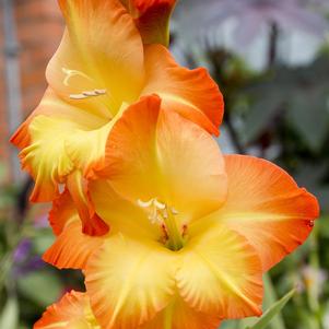 Gladiolus Orange Sun