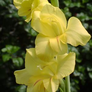 Gladiolus Prima Verde