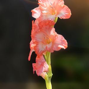 Gladiolus Pink Lady