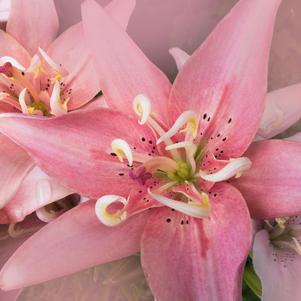 Lilies Double Asiatic Elodie
