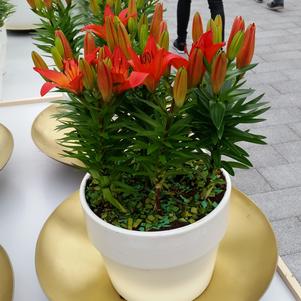 Lilies Asiatic Salinero