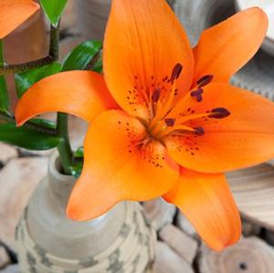Lilies Asiatic Brunello 16/18