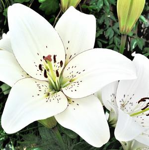 Lilies Longiflorum Asiatic Eyeliner