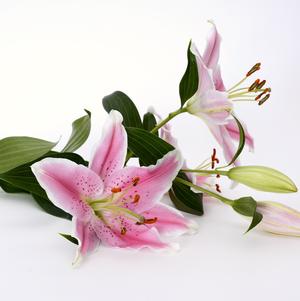 Lilies Oriental First Romance