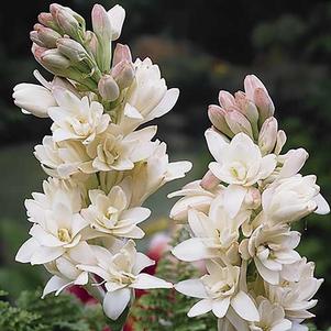 Polianthes Tuberosa The Pearl