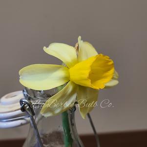 Daffodil Cyclamineus Carice
