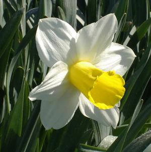 Daffodil Trumpet Holland Sensation