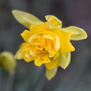 Daffodil Double Tete Boucle