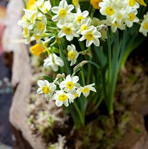 Daffodil Miniature Tete a Tete White