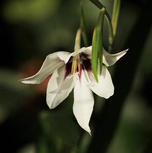 Gladiolus Acidenthera Muriela