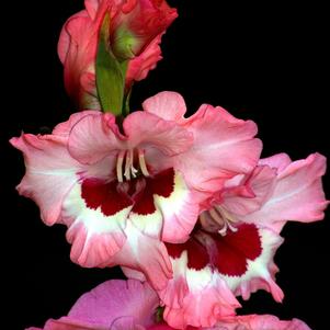 Gladiolus Wine & Rose