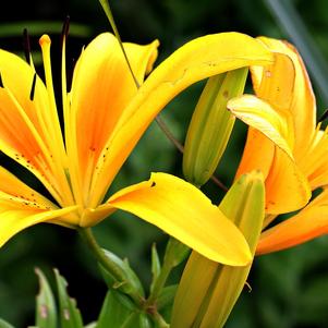 Lilies Asiatic Golden Joy