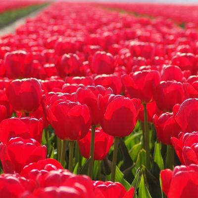 Test Image One