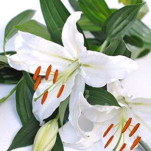 Lilies Oriental White Romance