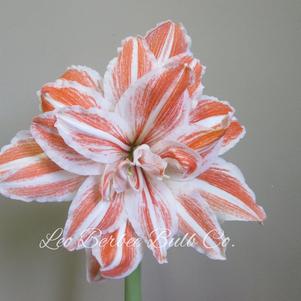 Hippeastrum Holland - Double Flowering Dancing Queen