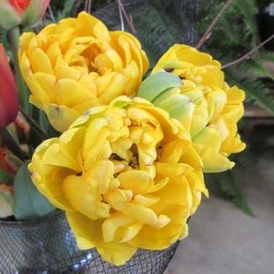 Precooled Tulip for Pot Yellow Pomponette