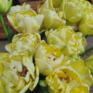 Precooled Tulip for Cut Avant Garde