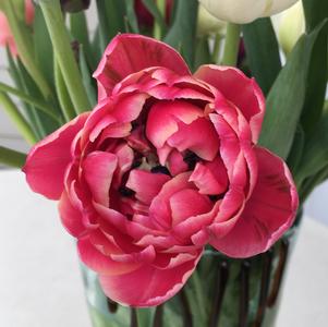 Precooled Tulip for Cut Columbus