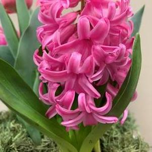 Prepared/Precooled Hyacinth Pink Pearl