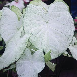 Caladium Fancy Leaf Garden White (PP20, 448)