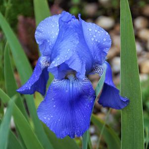 Iris Germanica Dark Blue