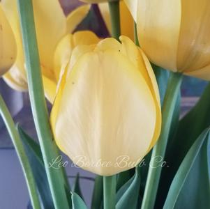 Precooled Tulip for Cut Golden Parade