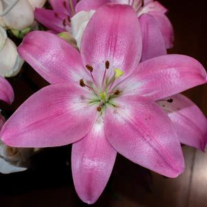 Lilies Asiatic Arbatax 16/18