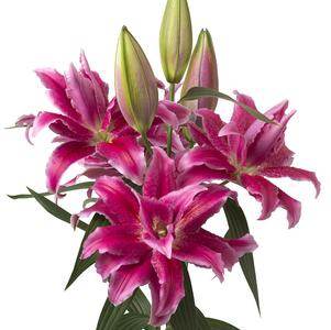 Lilies Double Oriental Roselily Natascha
