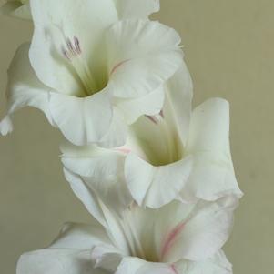 Gladiolus Cream Perfection