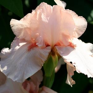 Iris Germanica Pink