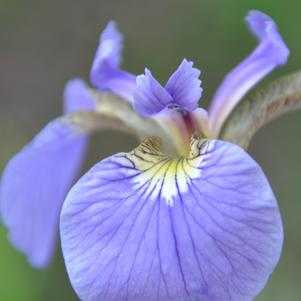 Iris Siberica Blue Moon