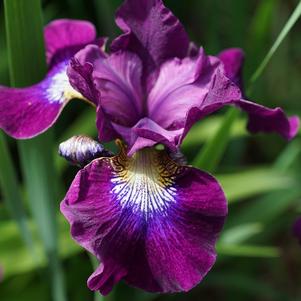 Iris Siberica Claret Cup